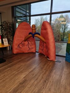 Inflatable Lungs, Inflatable Organs, NHS Inflatable, Promotional inflatable Lung, Donor Inflatable Lungs, Lung Cancer Inflatable